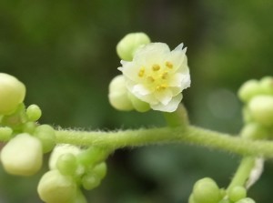 20140807 アオツヅラフジの花 (3)