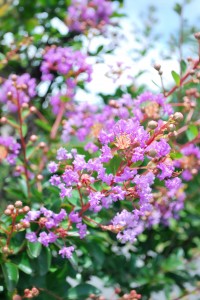 20140807サルスベリと夏のお花たち-2