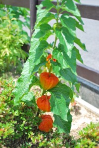 20140807サルスベリと夏のお花たち-4