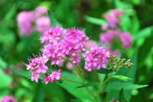 20140807サルスベリと夏のお花たち-6