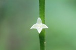 20140809ギンミズヒキ	銀水引	Persicaria filiformis f. albiflora (Persicaria filiformis (Thunb.) Nakai ex W.T.Lee f. albiflora (Hiyama) Yonek.)	8～10月