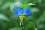 ツユクサ	露草	Commelina communis	6～9月