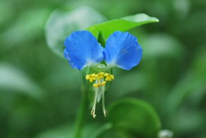 20140810ツユクサの花 (4)