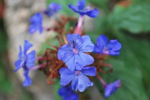 20140811 ルリマツリモドキの花 (1)