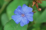 ルリマツリモドキ		Ceratostigma plumbaginoides	6～10月