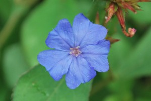 20140811 ルリマツリモドキの花 (2)