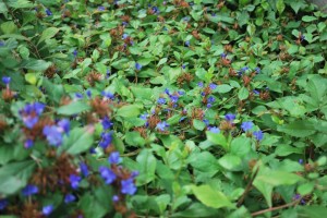 20140811 ルリマツリモドキの花 (3)