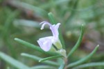 ローズマリー（マンネンロウ）	迷迭香	Rosmarinus officinalis	1～12月