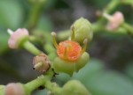 ヤブガラシ	薮枯	Cayratia japonica	6～8月