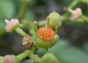 20140815ヤブガラシの花 (3)