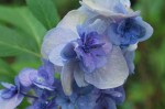 ヤエアジサイ	八重紫陽花	Hydrangea macrophylla	5～7月