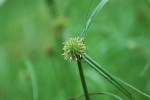 ヒメクグ	姫莎草	Cyperus brevifolius var. leiolepis	7～10月