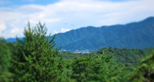 20140821ツクツクボウシ-2