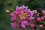 サルスベリ	百日紅	Lagerstroemia indica	7～10月