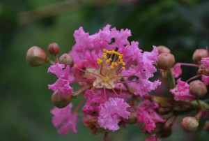 20140822サルスベリの花 (2)