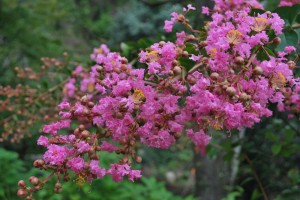 20140822サルスベリの花 (3)