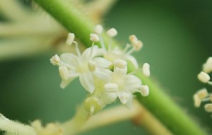 20140824タラノキの花