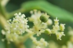 20140824タラノキ	楤木	Aralia elata	8～9月