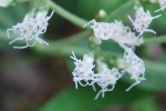 20140825ヒヨドリバナ	鵯花	Eupatorium makinoi	8～10月