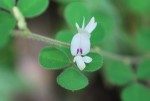 20140827ネコハギ	猫萩	Lespedeza pilosa	7～9月