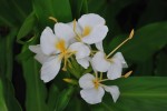 20140906ハナシュクシャ／ジンジャー	花縮紗	Hedychium coronarium	8～9月