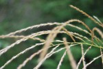 ススキ	薄	Miscanthus sinensis	9～10月