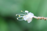20140907ヤブミョウガ	薮茗荷	Pollia japonica	8～9月