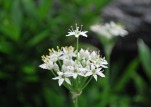 20140908ニラの花 (1)