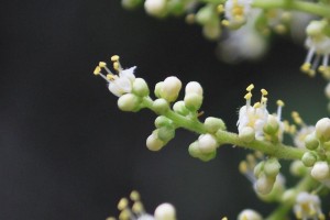 20140908ヌルデの花 (3)