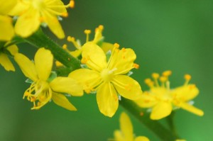 20140909キンミズヒキの花 (1)