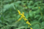 キンミズヒキ	金水引	Agrimonia pilosa var. japonica	7～10月