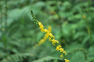 20140909キンミズヒキの花 (3)