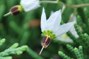 20140910 ヒヨドリジョウゴ の花 (2)