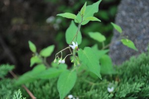 20140910 ヒヨドリジョウゴ の花 (3)