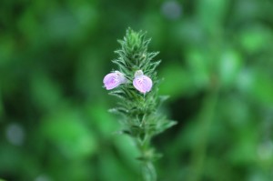 20140911キツネノマゴの花 (1)