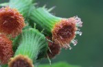 ベニバナボロギク	紅花襤褸菊	Crassocephalum crepidioides	8～10月
