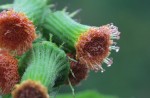 ベニバナボロギク	紅花襤褸菊	Crassocephalum crepidioides	8～10月