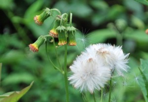 20140912 ベニバナボロギクの花 (2)