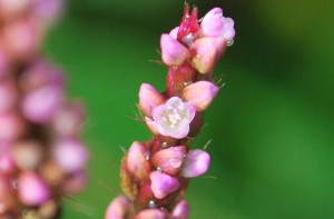 20140913イヌタデの花 (2)