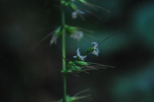 20140917チヂミザサの花 (2)