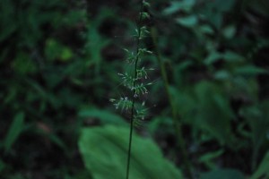 20140917チヂミザサの花 (3)