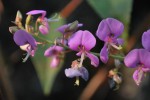 アレチヌスビトハギ	荒地盗人萩	Desmodium paniculatum	7～9月