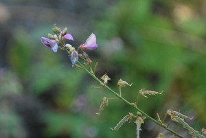 20140919アレチヌスビトハギの花 (2)