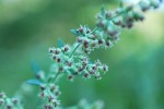 ヨモギ	蓬	Artemisia princeps	9～10月