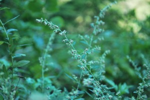 20140920ヨモギの花 (3)