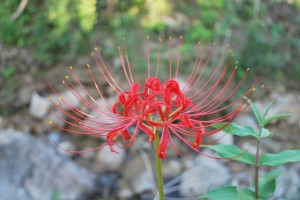 20140921ヒガンバナの花 (1)