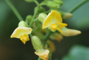 20140923トキリマメの花 (2)