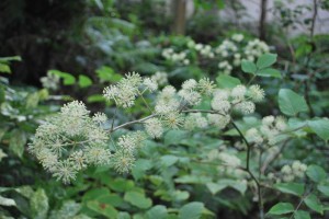 20140924ウドの花 (2)