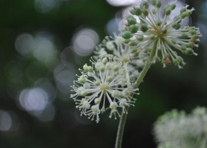 20140924ウドの花 (3)