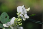 ハギ	萩	Lespedeza sp.	7～9月